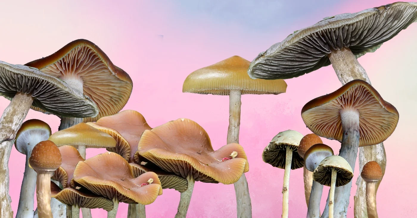 Magic Mushrooms 101: How Much Should a Beginner Take?